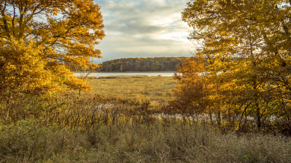 Sand Dunes State Forest