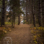 Sand Dunes State Forest