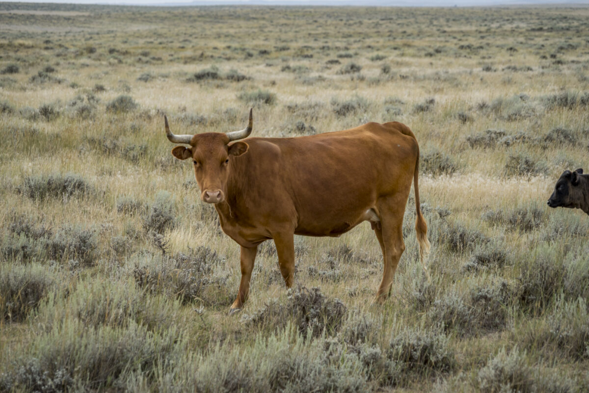 Cattle Grazing on the Thunder Basin National Grassland